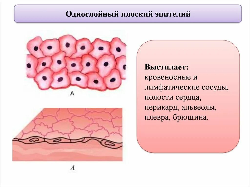 Эпителиальные ткани состоят из клеток. Однослойный плоский эпителий выстилает. Однослойный плоский эпителий мезотелий. Мезотелий и эндотелий плоского эпителия. Однослойный однорядный эпителий выстилает.