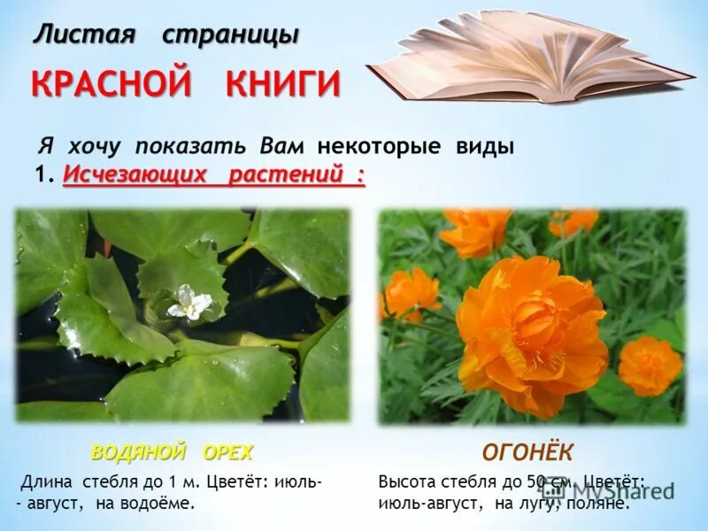 купальница азиатская жарок. купальница северная европейская. сибирская купальница азиатская. купальница сибирская. жарки цветы описание.