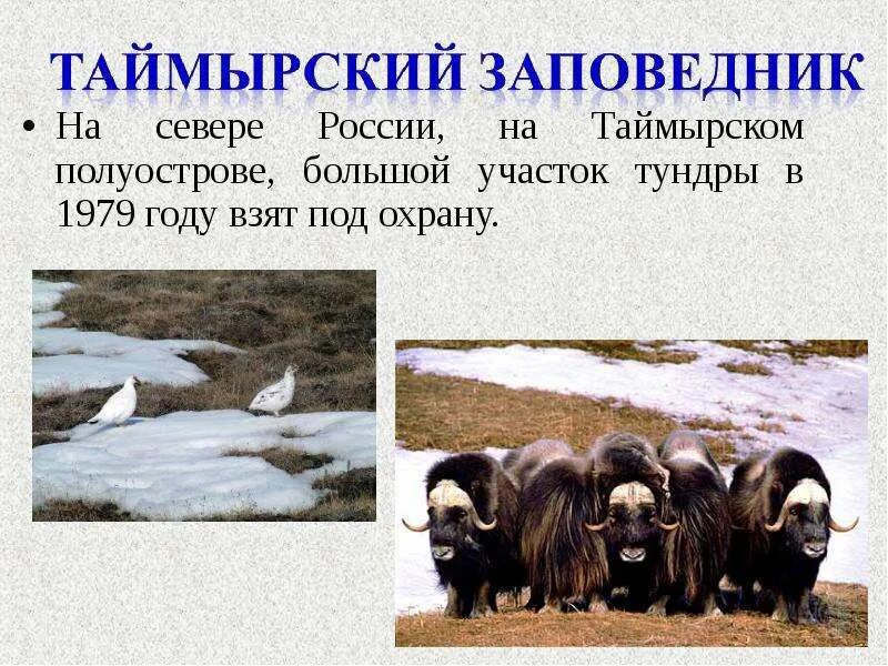 В зоне тундры расположен заповедник. Таймырский заповедник природная зона. природные зоны россии тундра таймырский заповедник. заповедники тундры. таймырский заповедник в тундре.