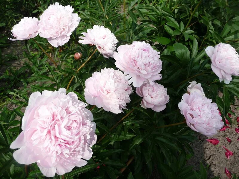 Пион sinbad. A. Пион молочноцветковый мьюзик мен. Пион травянистый спиффи. Снк пионы ворошиловой.