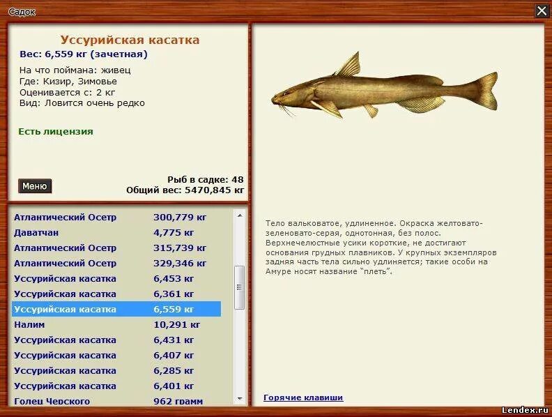 Уссурийская Касатка русская рыбалка 3. Рыба Касатка Уссурийская. Игра русская рыбалка Золотая рыбка что клюет. Касатка на что клюёт. Сайт рыбалка золотой