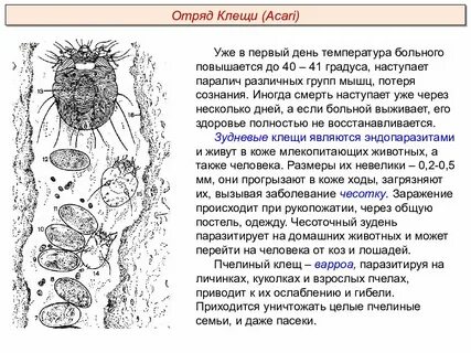 Цикл развития чесоточного клеща