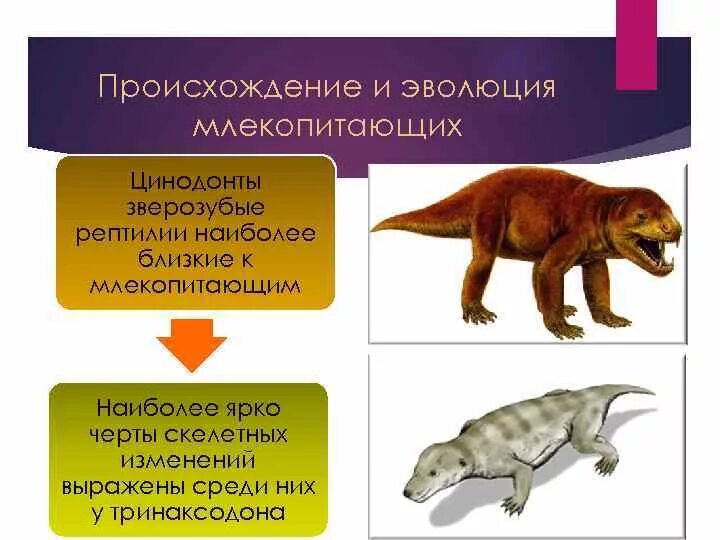 Приведите доказательства происхождения млекопитающих от древних пресмыкающихся