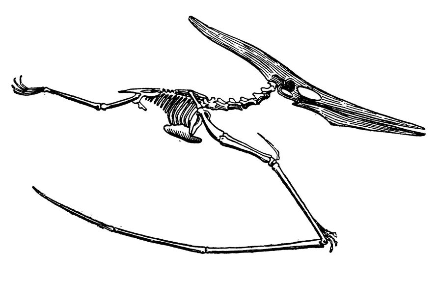 Птеродактиль динозавр скелет. Скелет Птерозавра. Скелет крыла древнего летающего ящера. Скелет динозавра птеродактиля скелеты. Летающий скелет