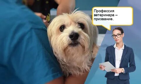 Профориентация ветеринар