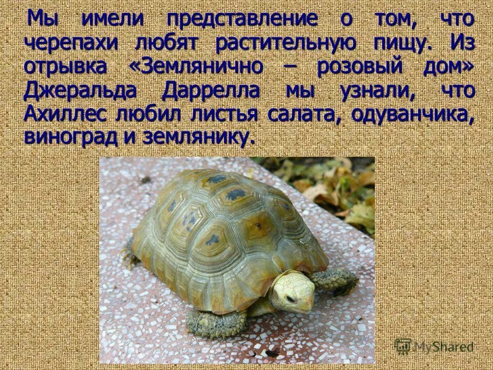 Почему черепахи не любят черный. Головастая иловая черепаха. Болотная черепаха мюленберга. Почему черепахи не любят черный. Почему черепахи не любят черный.