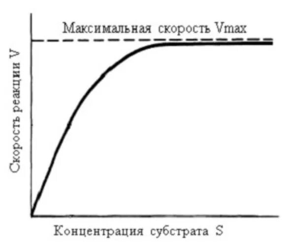 Зависимость активности от концентрации. Зависимость скорости реакции от концентрации фермента и субстрата. График скорости ферментативной реакции от концентрации субстрата. Зависимость от концентрации субстрата. Зависимость скорости реакции от концентрации субстрата.