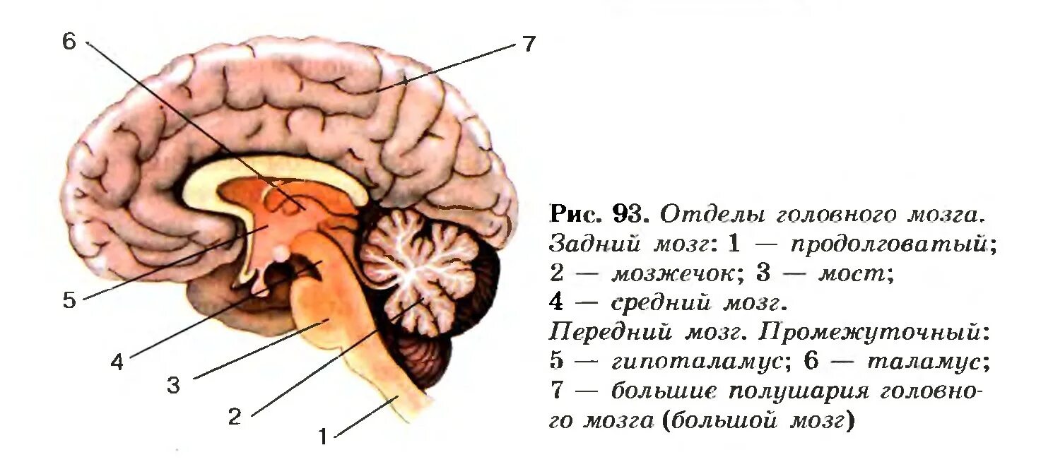 Строение головного мозга рис 126. Структуры головного мозга 8 класс. Рис 80 структуры головного мозга. Структуры головного мозга биология 8 класс.