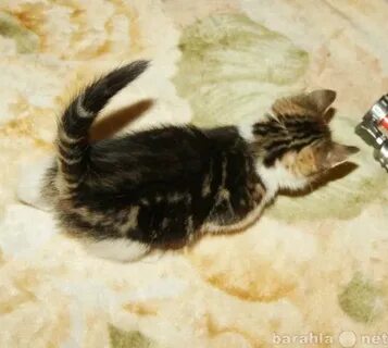 Котенок 2 месяца форум