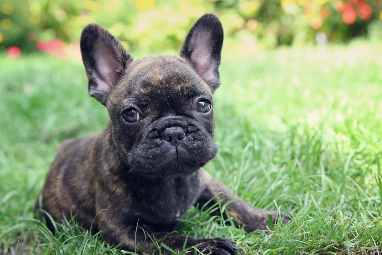 Французский бульдог. Французский бульдог / French Bulldog. Французский бульдог Brindle. Французский бульдог мини Мерлен. Как воспитывать французского бульдога