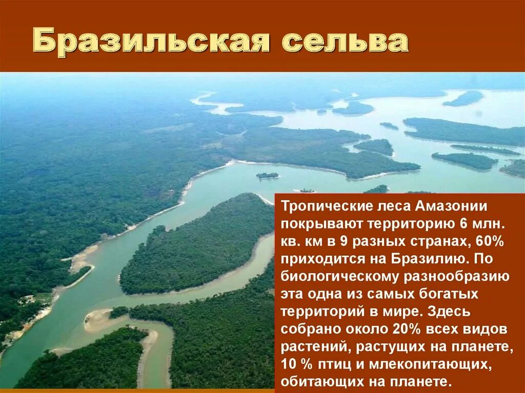 Природные особенности бразилии кратко. Презентация Бразилия география. Презентация по географии . Бразилия. Амазонская Сельва презентация. Природа Бразилии презентация.