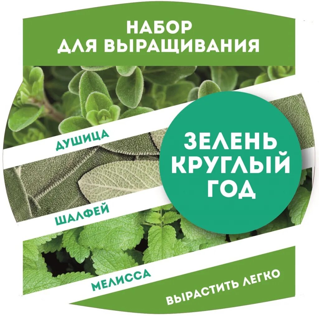 зеленые растения круглый год. буксус самшит. самшит карликовый. самшит мелколистный buxus. зеленая круглая волнистая тара для салата.