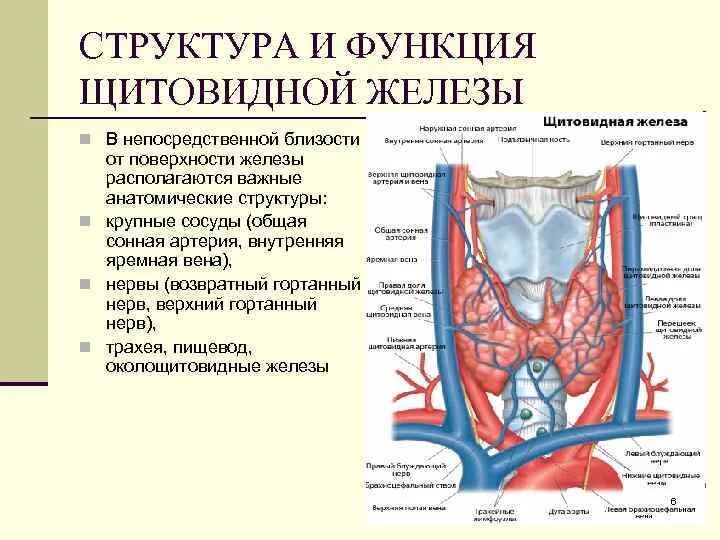 В какой полости расположена щитовидная железа
