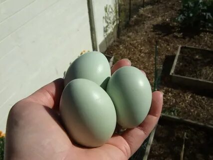 Get egg