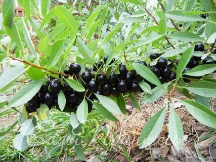 Вишня песчаная сорта