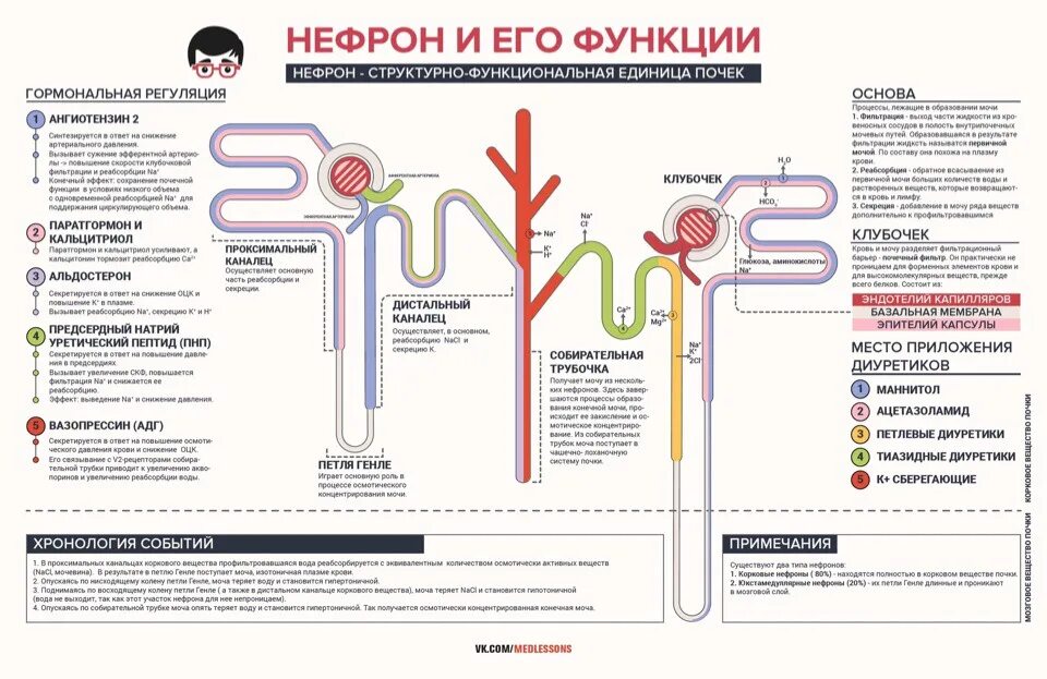 Нефрон строение и функции. Строение нефрона и функции каждой её части. Основные части нефрона и их функции. Функции нефрона анатомия. Установите соответствие между характеристикой и частью нефрона