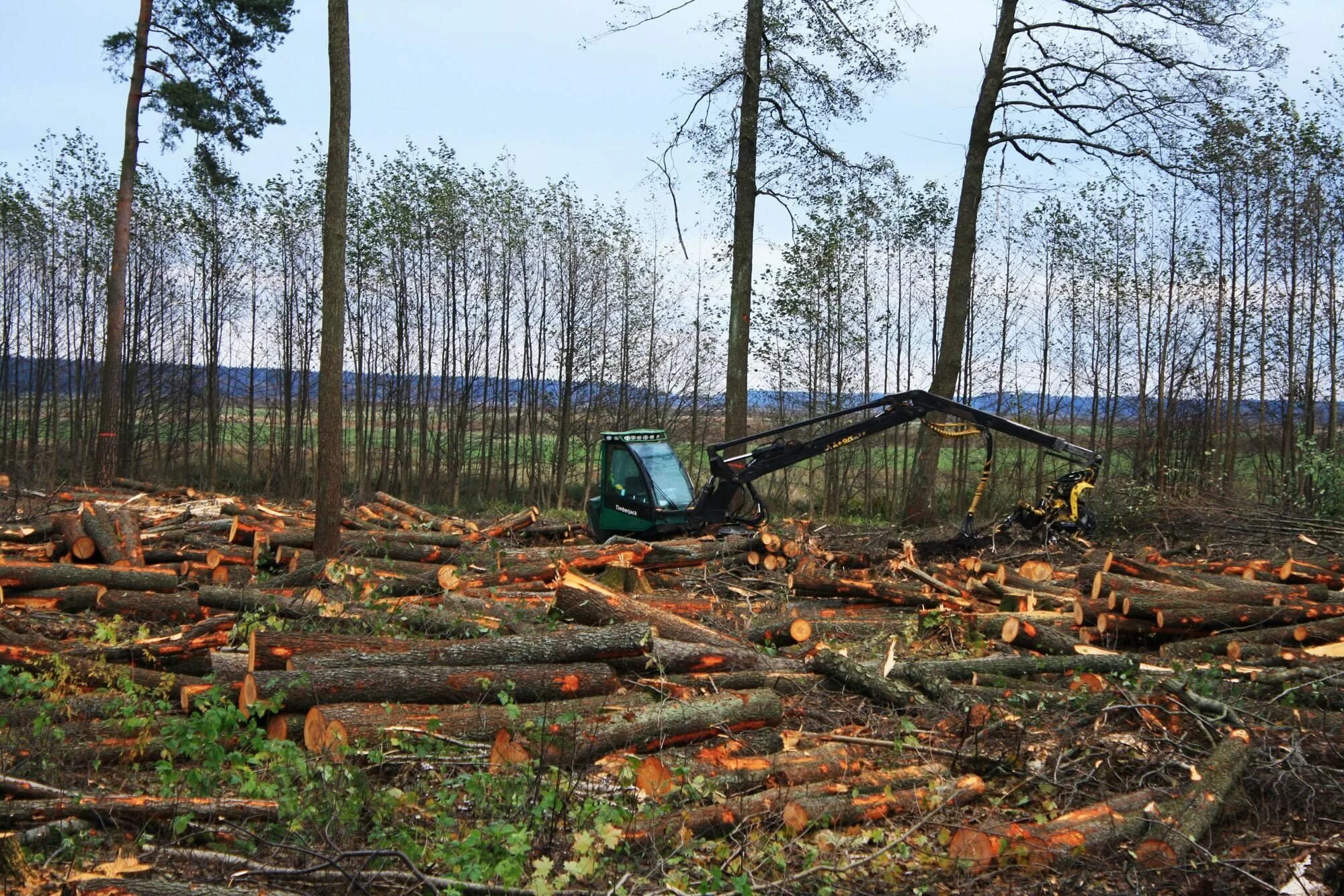 Лес Архангельской области вырубка. Истребление лесного Покрова земли. Вырубка деревьев. Истребление лесов.