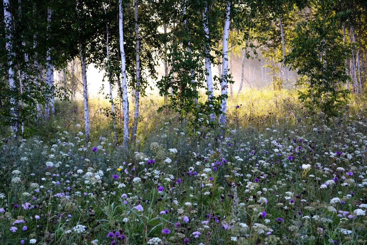 Июль россия. Полевые цветы в лесу. Июль в лесу. Летние цветы в лесу. Утренний лес с цветами.
