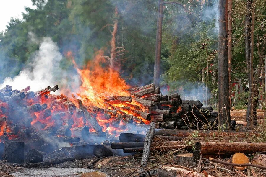 Сжигание порубочных остатков. Вырубка лесов и пожары. Лесные пожары вырубка. Бытовые пожары. Горение гарь