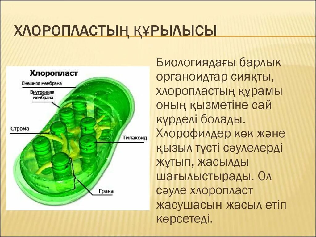 Строение хлоропласта Строма. Фотосинтез тилакоиды. Четырехмембранные хлоропласты. Строма тилакоид.
