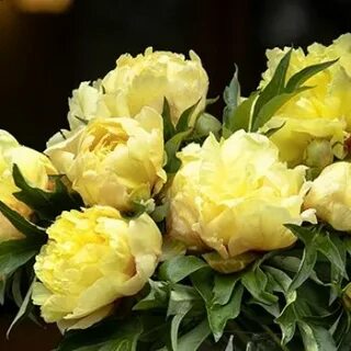 Пион duchesse de lorraine