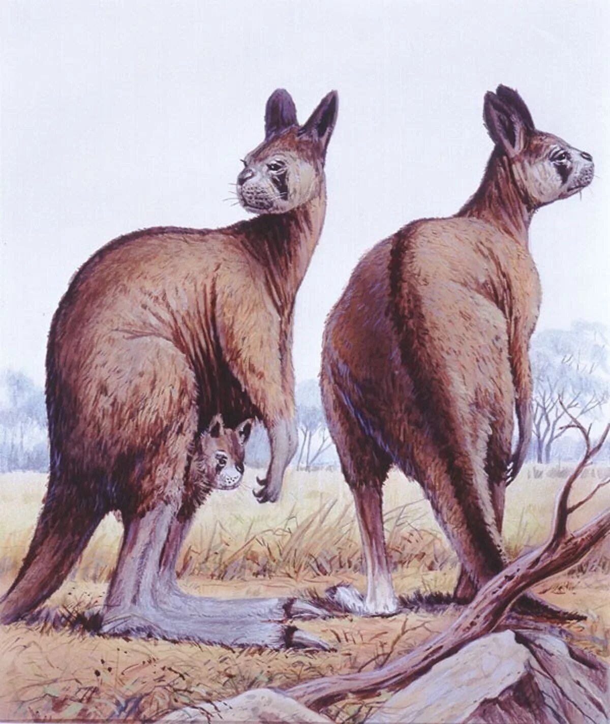Гигантский Короткомордый кенгуру. Кенгуру прокоптодоны. Procoptodon Goliah. Гигантские кенгуру вымершие в Австралии.