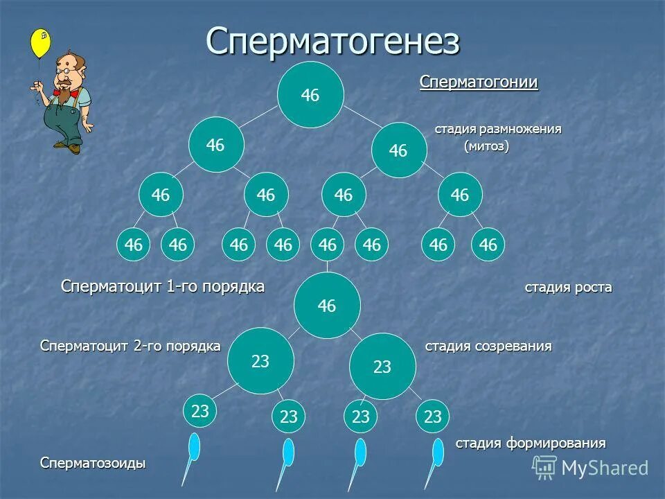 Этапы сперматогенеза 6 этапов. Сперматогенез по дням. Этапы сперматогенеза по дням. Продолжительность стадии размножения в сперматогенезе. Схема сперматогенеза и овогенеза.