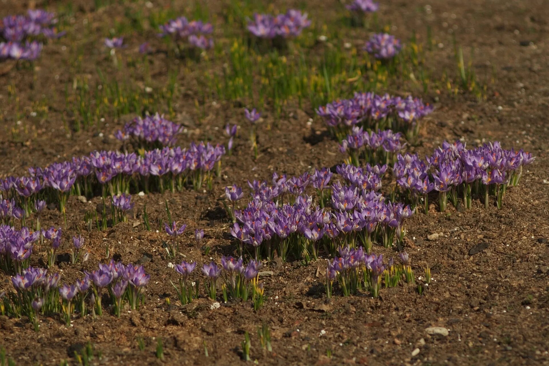 Крокусы в Россошанском районе. Когда сажать крокусы весной. Крокусы посадка и уход в открытом грунте.
