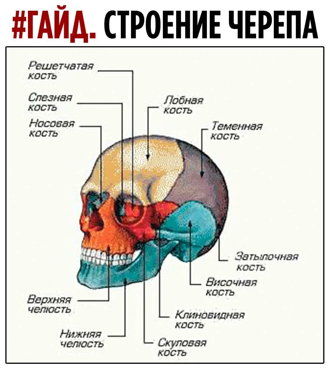 Скелет черепа человека строение. Мозговой отдел черепа решетчатая кость. Скелет головы человека анатомия. Скелет головы человека с названием костей. Головной отдел черепа