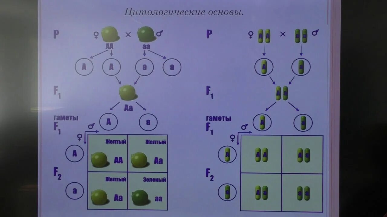 Моногибридное скрещивание Мендель. Моногибридное скрещивание это в биологии 10 класс. Второй закон Менделя в биологии 10 класс. Законы Менделя биология 10 класс.