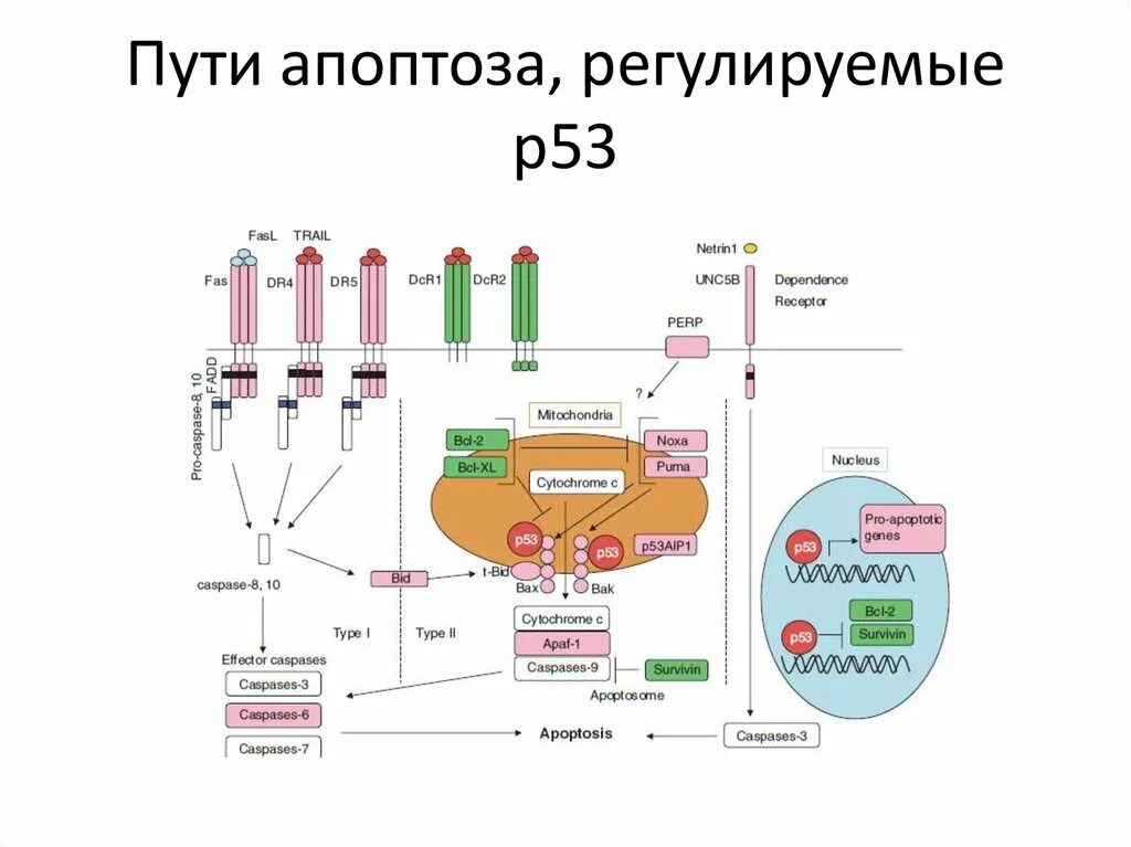 Сигнальные пути апоптоза схема. Внешний и внутренний путь апоптоза. P53 апоптоза путь. Апоптоз схема биохимия. Содержит ферменты осуществляющие апоптоз