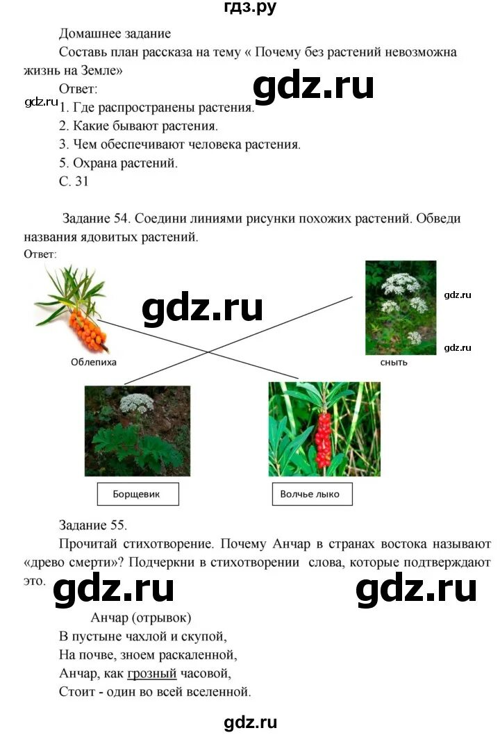 Почему без растений невозможна жизнь на земле. Почему без растений невозможна жизнь на земле