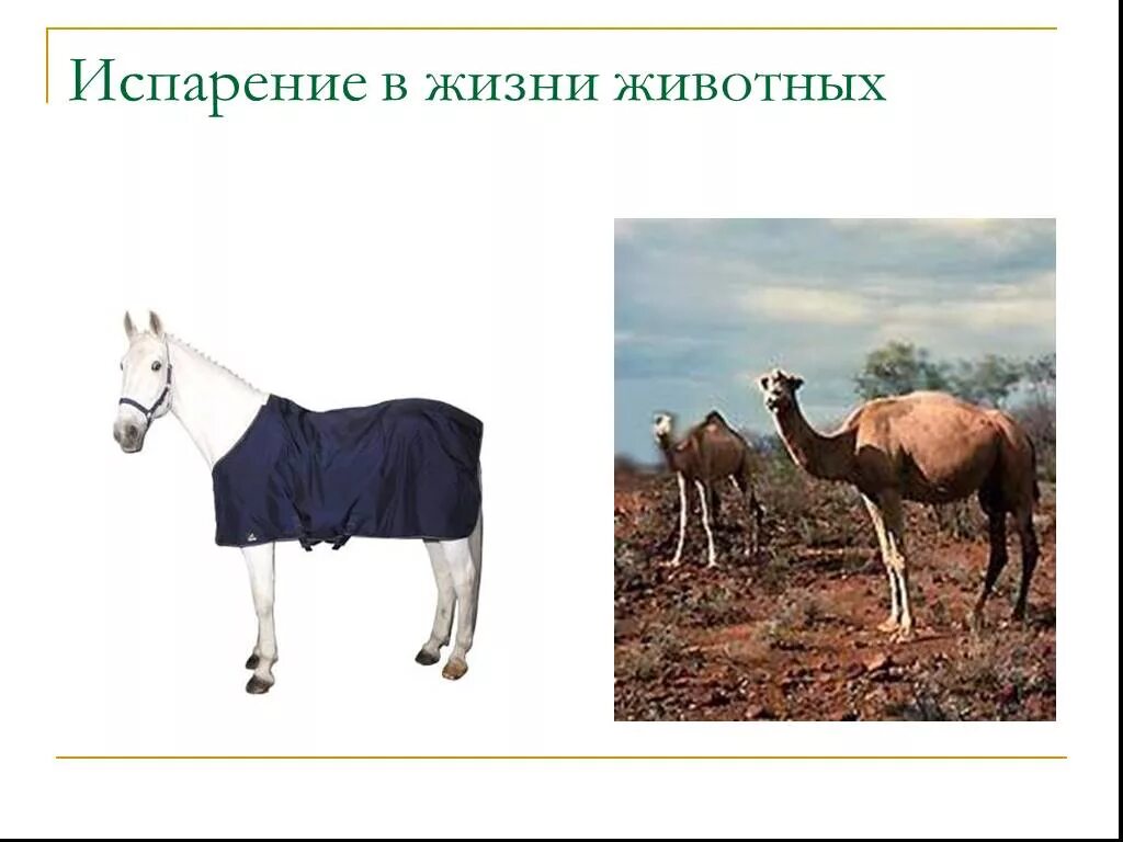 Сообщение испарение в жизни животных. Роль испарения в мире животных. роль испарения в жизни животных. испарение в жизни. роль испарения в жизни растений и животных.