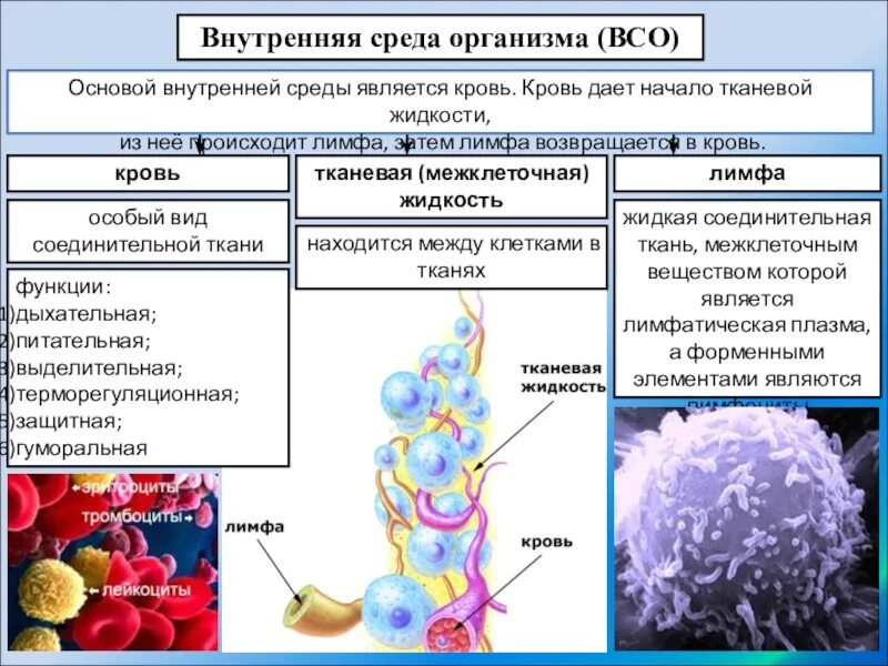 Какие клетки входят в состав организма человека. Фотография клетки человека. Лимфа и межклеточная жидкость. Биологически важные химические элементы клетки. Клетка живого организма.