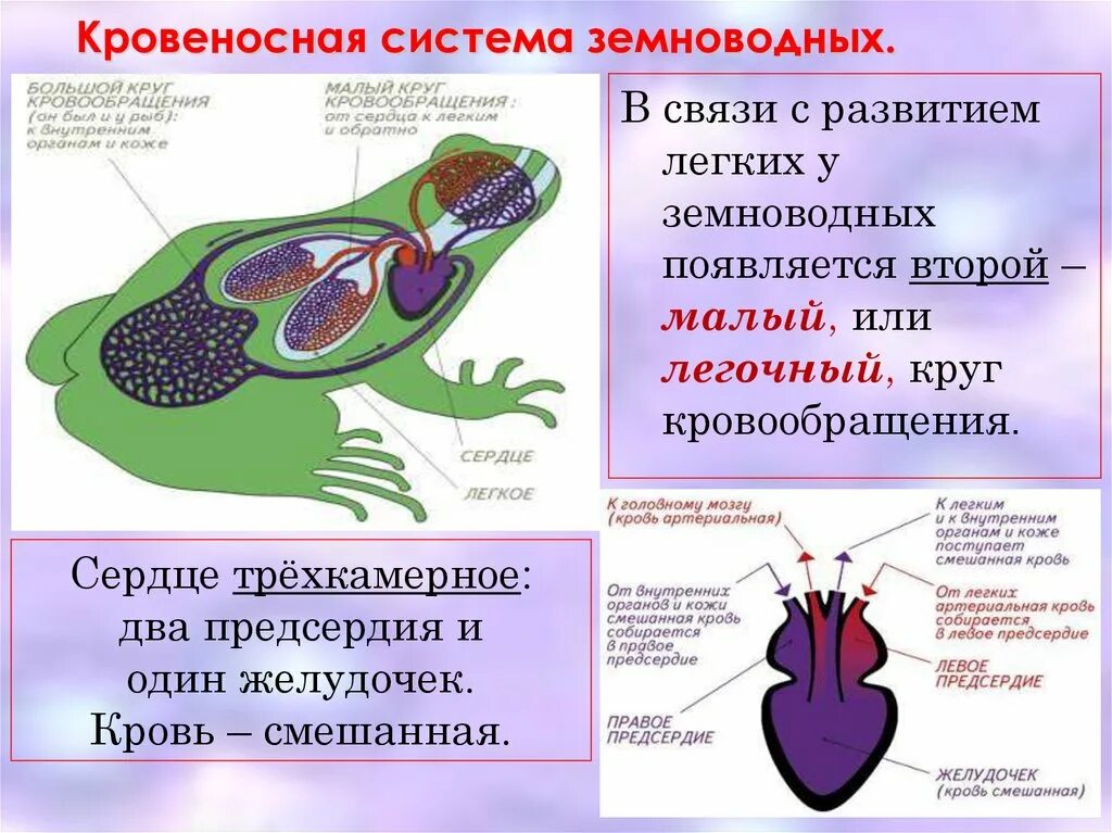 Кровеносная система земноводных 7 класс. Строение кровеносной системы земноводных. Кровообращение земноводных 7 класс биология. Кровообращение амфибий схема. У какого животного трехкамерное