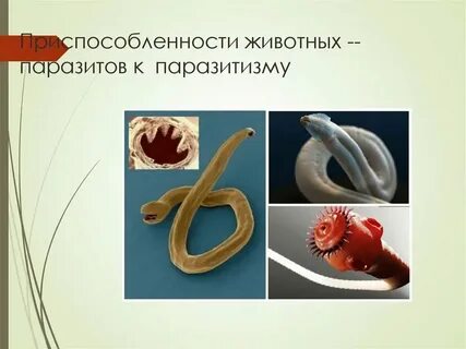 Организменная среда животные примеры
