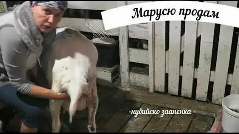 Усадьба белая коза последние ютубе