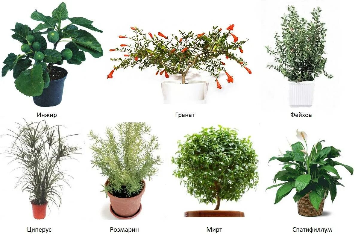Комнатные растения на г. Комнатные цветы. Декоративные комнатные растения. Комнатные растения названия. Цветы декоративные комнатные.
