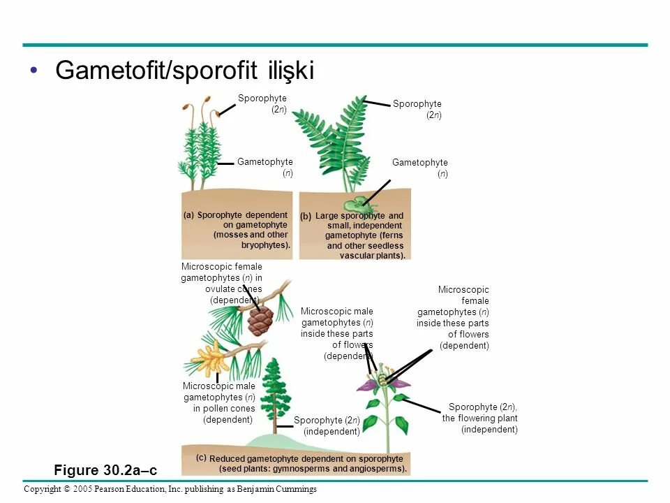 Поколение гаметофит представлено. Жизненный цикл голосеменных растений. Спорофит голосеменных. Цикл гаметофита голосеменных. Жизненный цикл голосеменных схема.