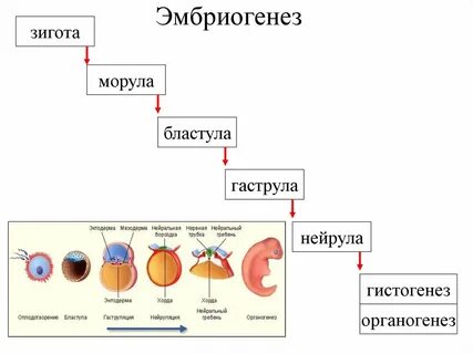 Этапы эмбриогенеза стадии