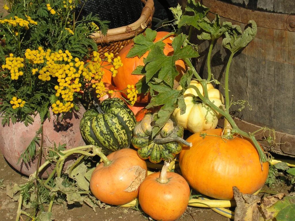 Можно ли садить тыкву. Тыква на грядке. Тыква растет. Тыква декоративная кустовая. Тыква на даче.