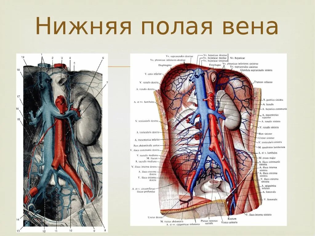 Анатомия человека нижняя полая Вена. Вены анатомия верхняя полая Вена. Нижняя полая Вена в брюшной полости. Нижняя полая Вена анатомия ее топография.