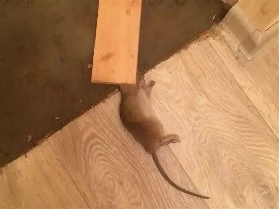 Мыши под полом. Мыши под полом