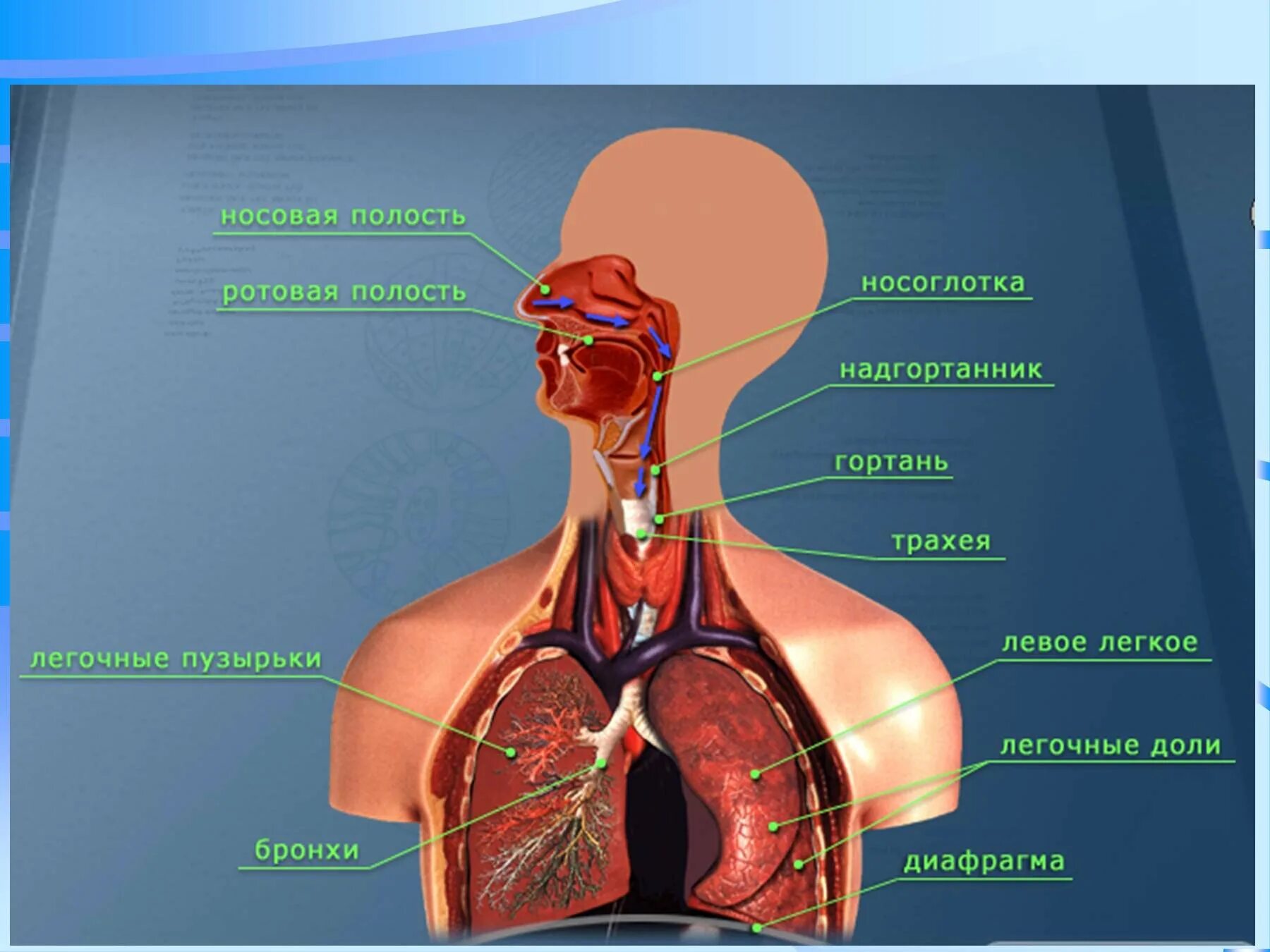 Из трахеи воздух попадает в. Дыхательная система человека. Строение органов дыхания. Дыхательная система человека анатомия. Строение дыхательной системы человека.