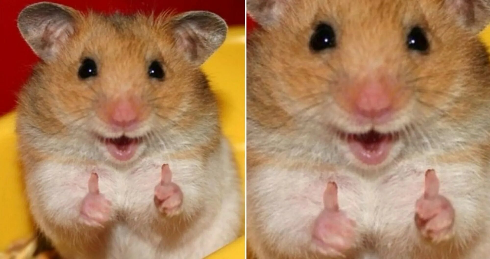 Хомяк показывает два пальца. Хомяк показывает два пальца. Мемы с хомяками. Тупой хомяк. Хомяк показывает два пальца.