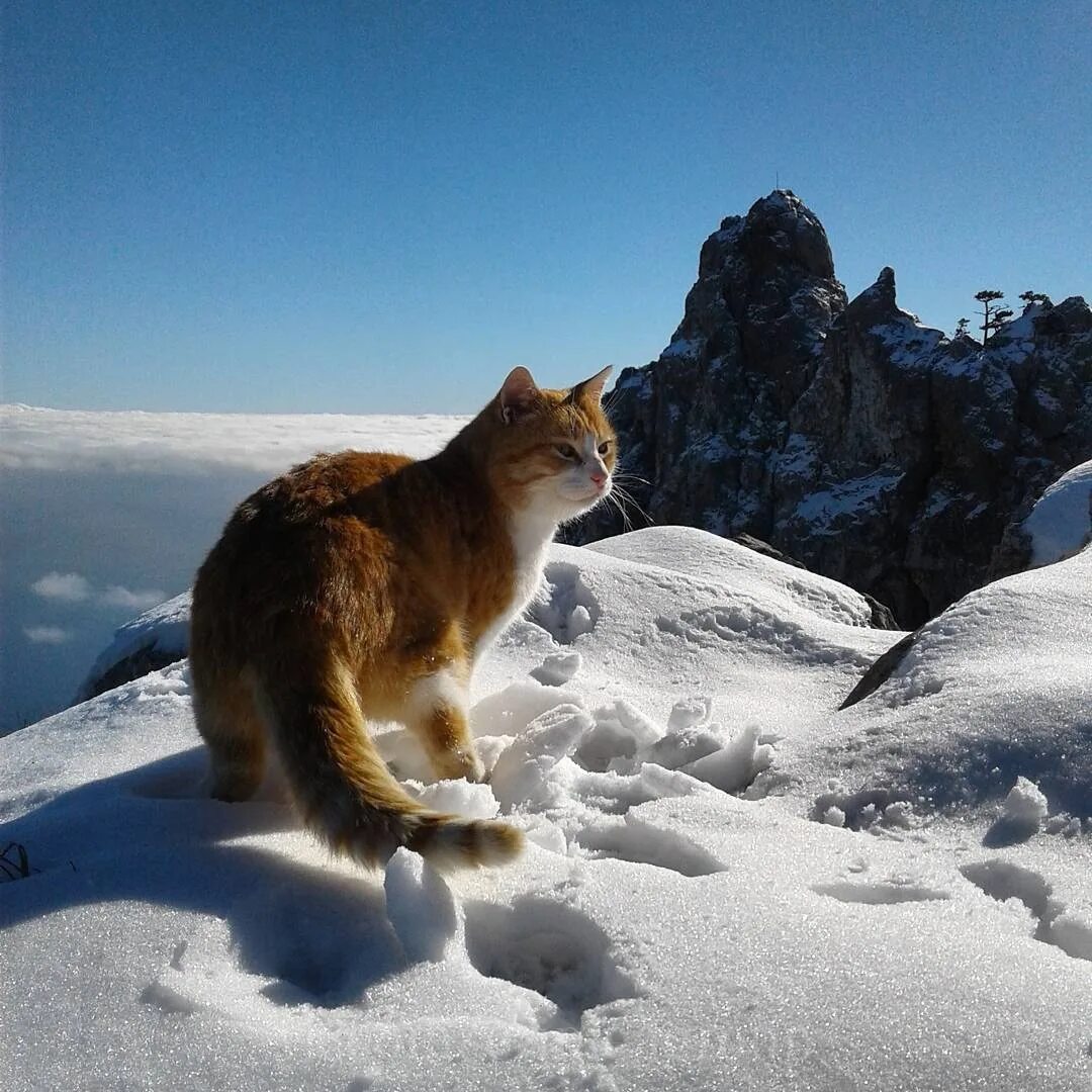 Кот в горах. Гора кошка. Рыжий кот в горах. Кот на горе зимой.