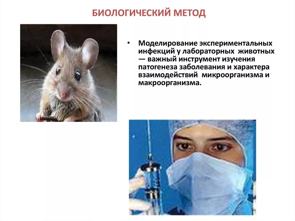 Экспериментальные исследования на животных