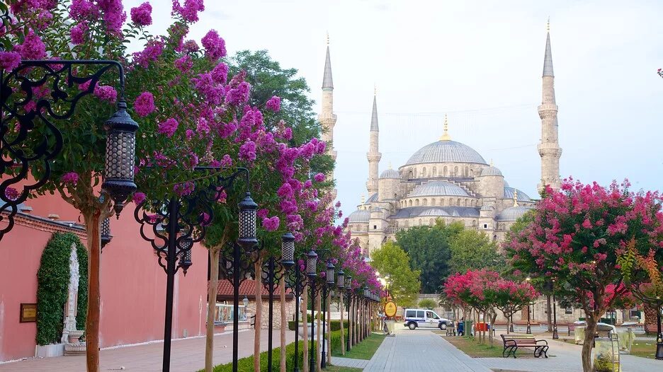 Султанахмет Стамбул тюльпаны. Магнолия в Стамбуле. Голубая мечеть цветы Стамбул.