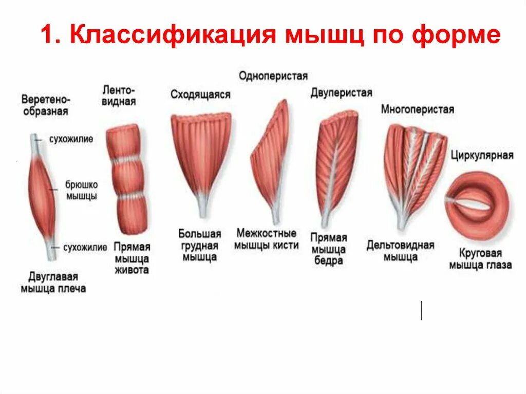 В состав мышцы входит. Классификация скелетных мышц по форме. Миология классификация мышц. Типы мышц в теле человека. Классификация мышц по направлению волокон.