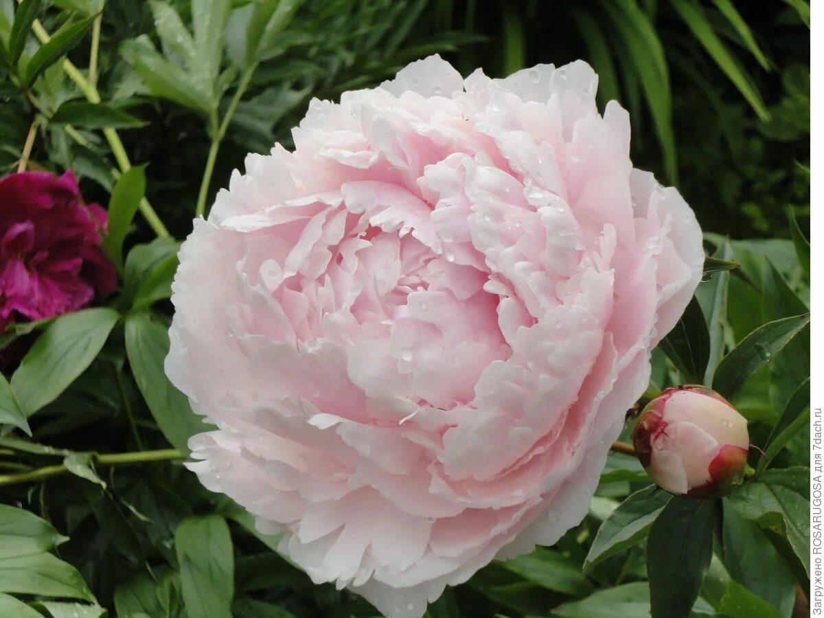 Пионы pink